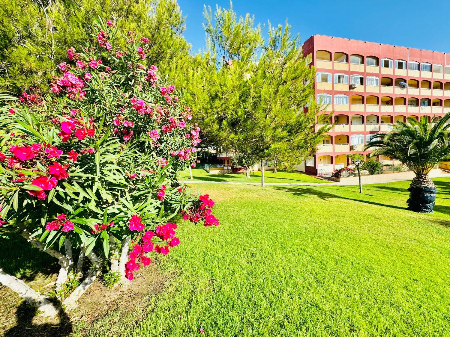 PRAKTFULL LEILIGHET I TORREVIEJA 500 METER FRA LA MATA-STRANDEN